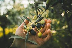 Wellhealthorganic.com:11-health-benefits-and-side-effects-of-olives-benefits-of-olives